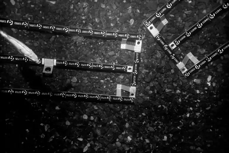 Scale frame in focus